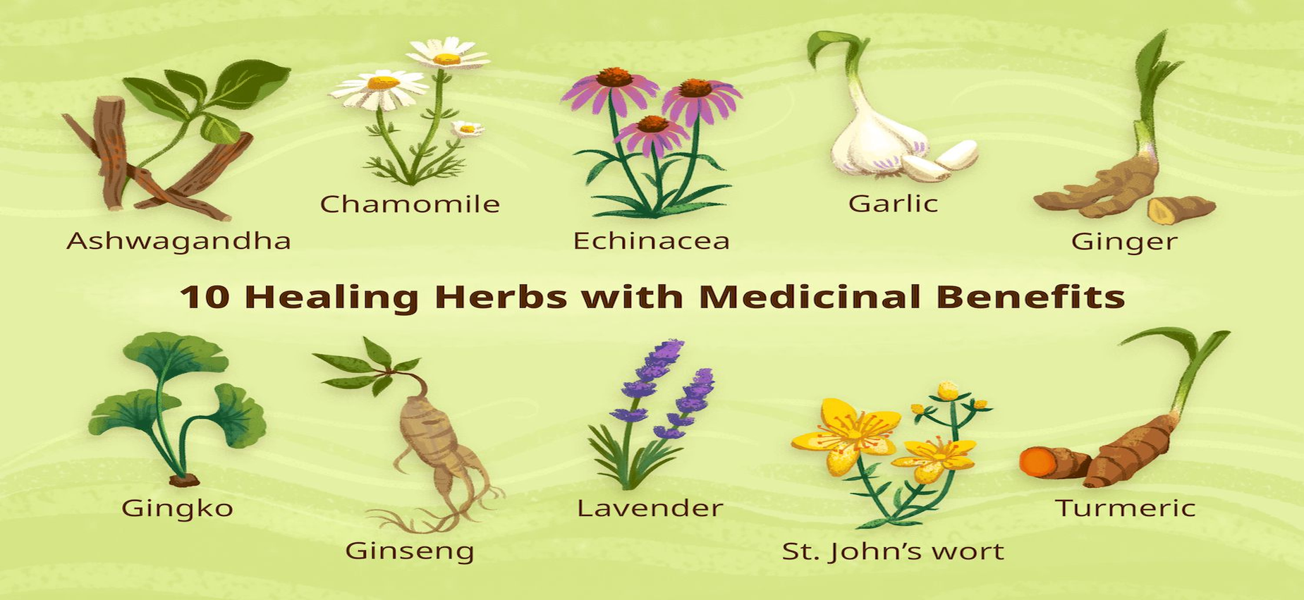 healing_herbs_1849x851